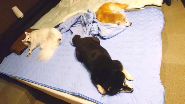 「今まで以上のひんやり感で犬たちに大人気」だという、しまむらの「超COOL」シリーズのベッド用の敷きパッドの上でくつろぐ楽くん（左）、黒柴のひなたちゃん（中央）、赤柴のククリちゃん（右上）。人気過ぎてもはや飼い主さんの寝るスペースが…（画像提供：くーさんママさん @kukuri_shibainu）