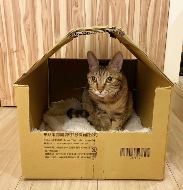 筆者の家にいる台湾猫のリリちゃん。耳が大きいのが特徴（撮影：Coco）
