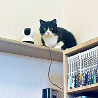 猫版・見守りカメラ爆誕！？ 飼い主さんを見つめるたろうくん（画像提供：たろうさん）