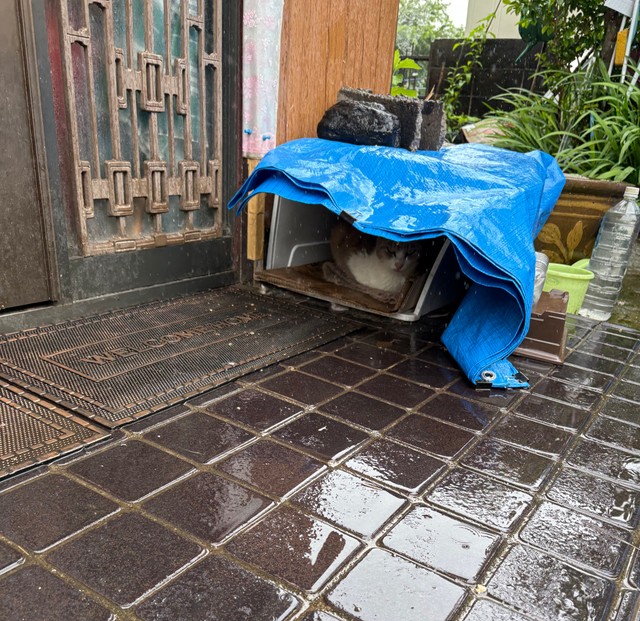 自宅前に雨が避けられる簡易な「猫ハウス」的なものはあるが…（れんげさん提供）