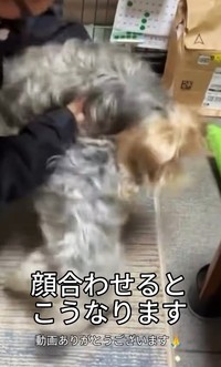 顔を合わせると、本気のケンカが始まってしまう…（「犬と人の学校NOLE」提供、Instagramよりキャプチャ撮影）