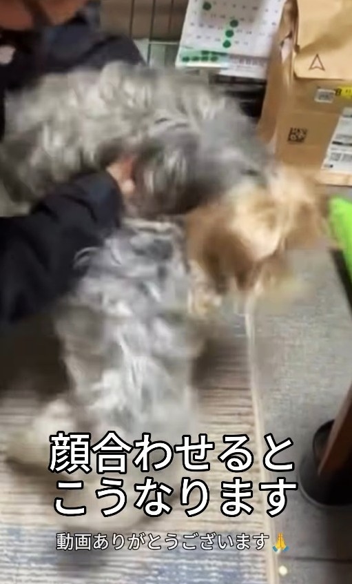 顔を合わせると、本気のケンカが始まってしまう…（「犬と人の学校NOLE」提供、Instagramよりキャプチャ撮影）