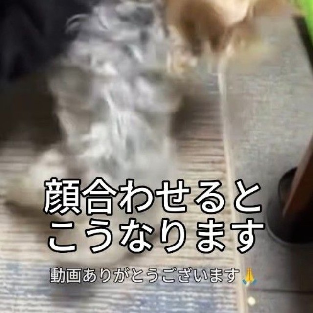 顔を合わせると、本気のケンカが始まってしまう…（「犬と人の学校NOLE」提供、Instagramよりキャプチャ撮影）