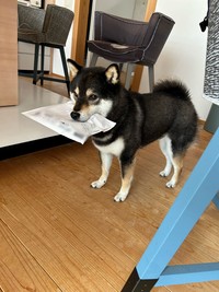 また別の日の「郵便泥棒」さんの姿（画像提供：黒柴ロクさん）