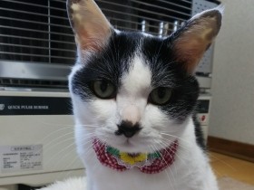 愛猫２匹を立て続けに亡くし離職　悲しみから脱却できたのはさくら猫だった