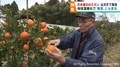 日本最北のミカン栽培