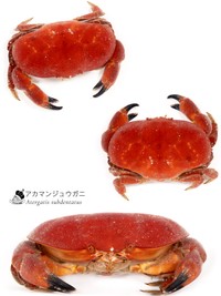 アカマンジュウガニ（Atergatis subdentatus）。脚を広げるとカニらしい形になる（でんかさん提供）