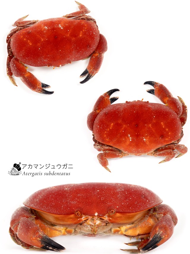 アカマンジュウガニ（Atergatis subdentatus）。脚を広げるとカニらしい形になる（でんかさん提供）