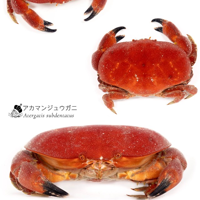 アカマンジュウガニ（Atergatis subdentatus）。脚を広げるとカニらしい形になる（でんかさん提供）
