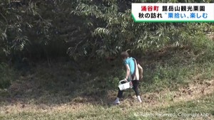 栗拾いを楽しめる宮城・涌谷町の箟岳山観光栗園