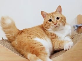 太くて短い尾は、結構役に立つ　猫のぐっぴーが多義語を解説