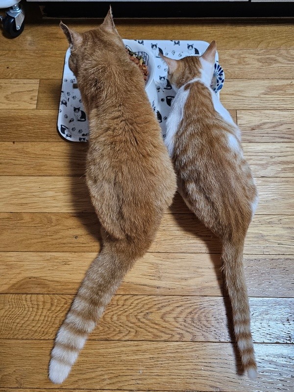 21歳の先住猫・しまちゃんと並んでご飯を食べる爽太くん（画像提供：かまねこさん）