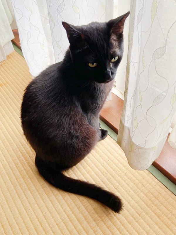 窓辺でニャルソックするクロくん（画像提供：南部藩のヒヨコさん）
