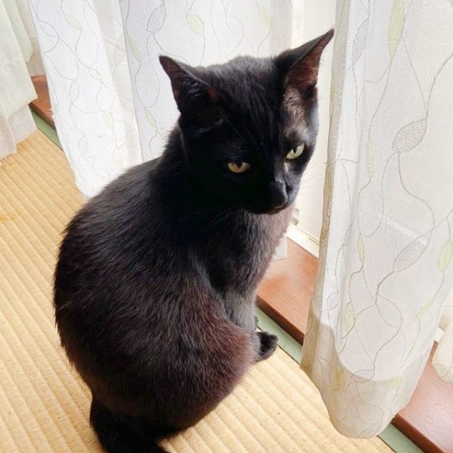 窓辺でニャルソックするクロくん（画像提供：南部藩のヒヨコさん）
