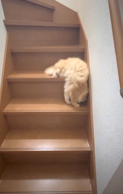 猫が暑さで「液体化」！（「ネコランド」さん提供、Xよりキャプチャ撮影）