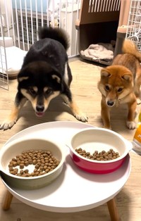 目の前のご飯を早く食べたくて、前足をバタつかせながら待つ柴犬兄妹の動画が話題（「豆福&夢栗【まめふく&ゆめくり】」さん提供、Instagramよりキャプチャ撮影）