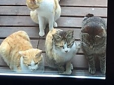 里山カフェに猫が集まり「地域猫カフェ」に！　ＴＮＲ活動も支援
