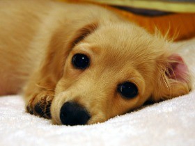 犬にもピロリ菌、ペットとは節度あるお付き合いを