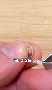 毛抜きを使って皮をキレイに剥く／そらベジさん（@sora_gardenhack）提供