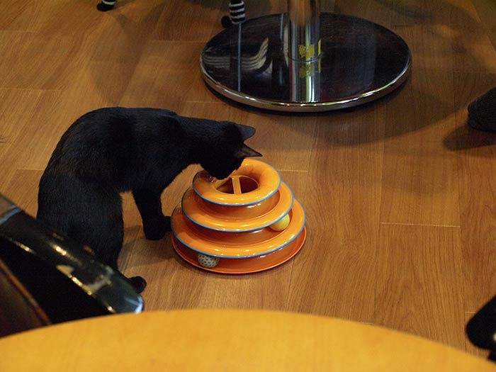 常連客が差し入れた新しいおもちゃに釘付け