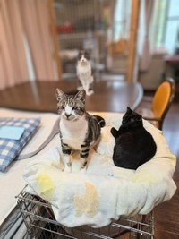 全盲のイチくん（「あみと天国のうずら」さん提供）