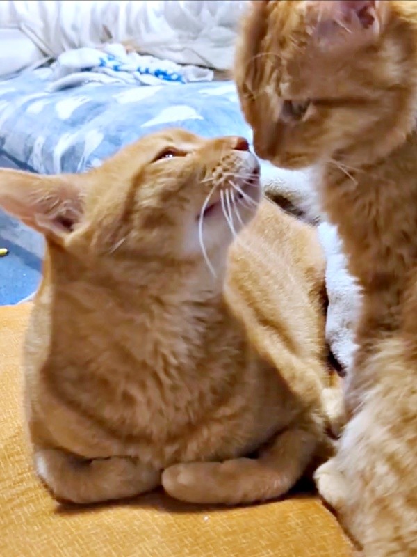 兄猫・どんくさくん（左）と鼻チューするぽわげくん（右）（画像提供：ツナさん）