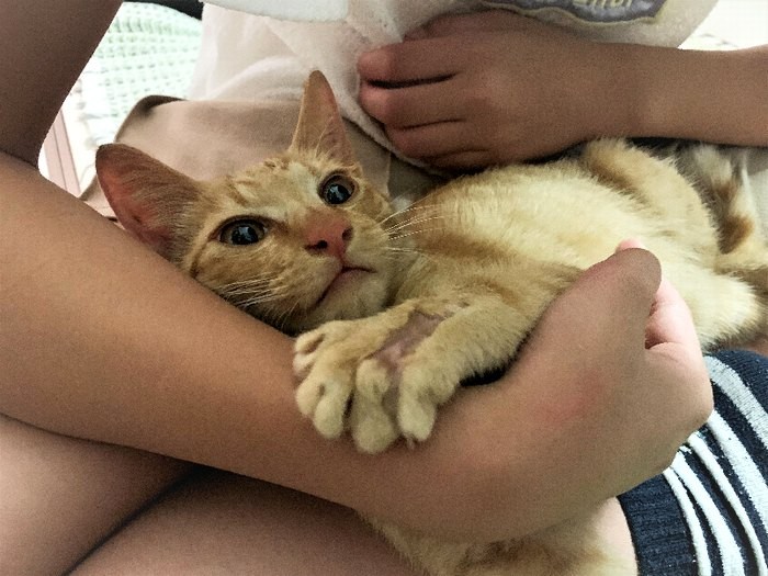 保護当時のちくわ。ケガをしていた（しまや出版提供）