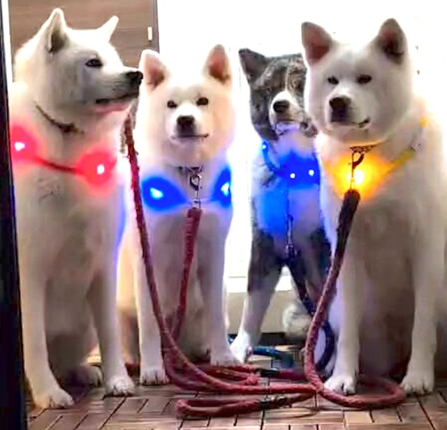 なぜ犬に「光る首輪」を着けるの？「可愛い」と言われたいから？（画像提供：秋田犬こゆきと愉快な仲間達さん）