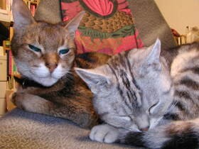 愛猫亡くし、どん底の私　再び笑顔をくれたのはやっぱり猫だった