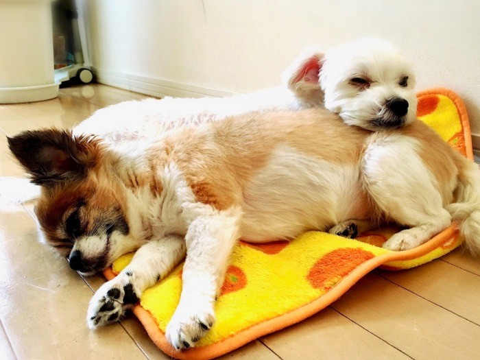 ミルキーはりんごとずーっと一緒にいて…年を取ると労るようによりそった