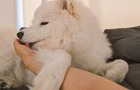 飼い主さんと幸せなひととき（画像提供：サモエドのニコさん)