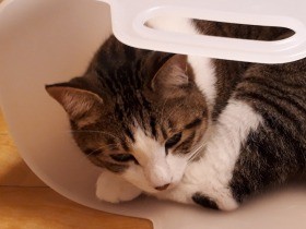 なぜか弟猫きなこの態度が大きい　遠慮がちな兄猫ジャッキーがとうとうキレた？