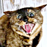 家に来た初日。怯えていたうるめちゃん（画像提供：硝子さん）