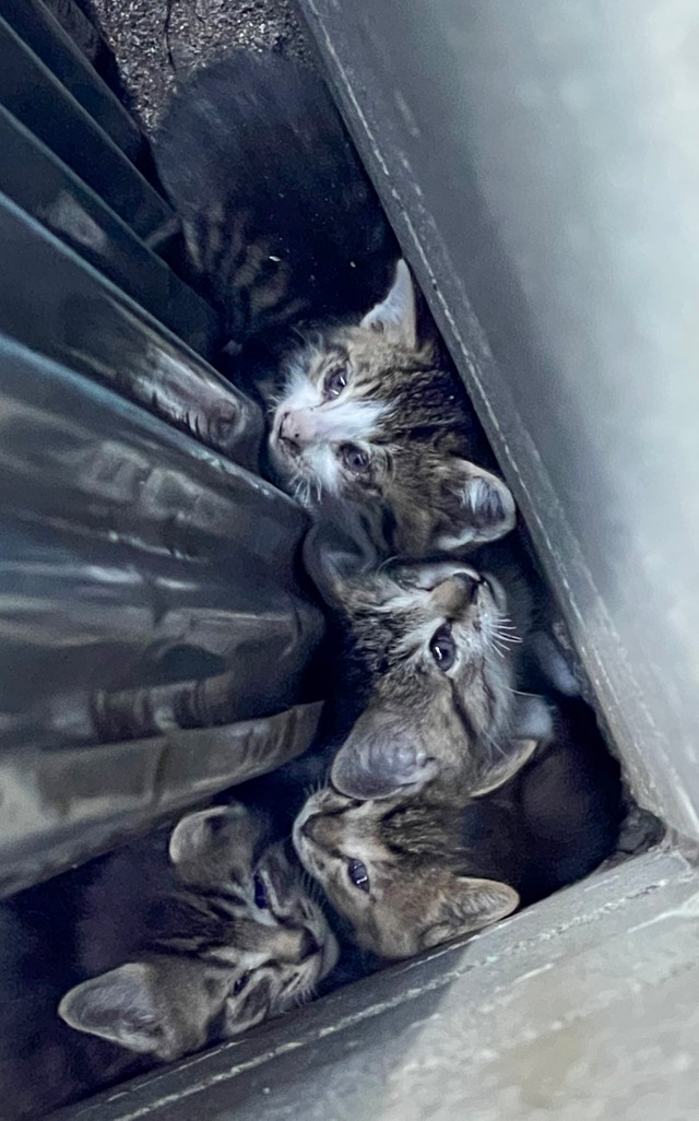 【ビフォー写真】カラスに狙われ、隙間に身を寄せていた子猫たち（「ねこ大家」さん提供）