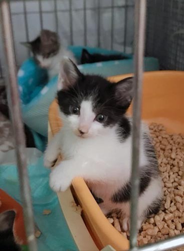 会社の備品が入っていた段ボールに母猫は4匹を出産したそうです。保護当時のミルク。（＠kijitora22さん提供）