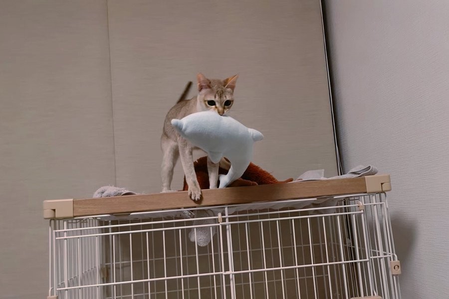 ぬいぐるみを日向ぼっこさせる猫さん、優しくて神々しい…「尊い