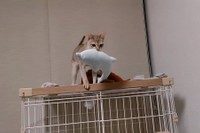 ケージの上にいたイルカさんを移動させるルルちゃん（提供：る さん）