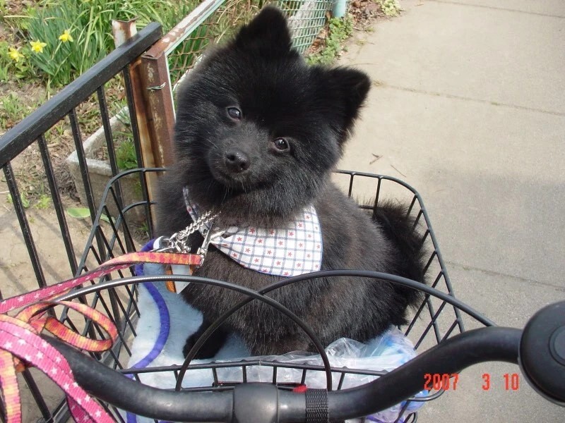 家にきたころの「くぅ」