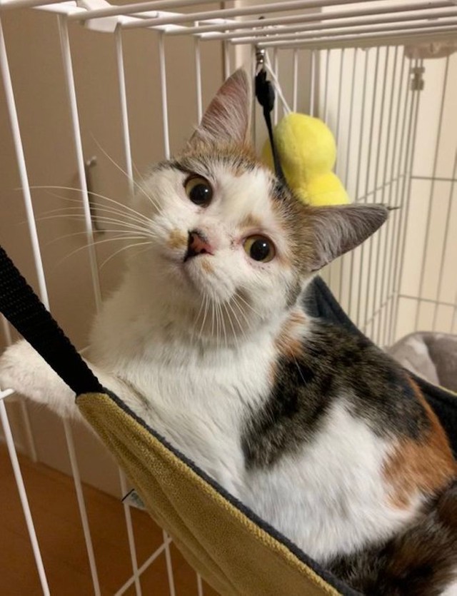 一時的に預かってくださってるお家で可愛がられお顔が優しくなった凪ちゃん（提供：ジルさん）