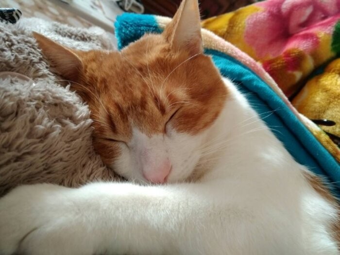 人懐っこいマルコ