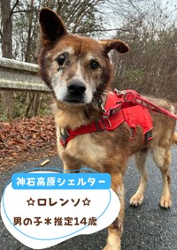 24日の譲渡会に参加予定「ロレンソ」（推定14歳）／提供：ピースワンコ・ジャパン