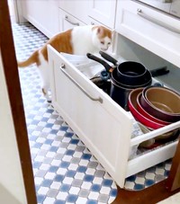 引き出しの中をのぞいて鍋をチェックするちゃろくん（画像提供：るる☆フワフワプレス社さん）