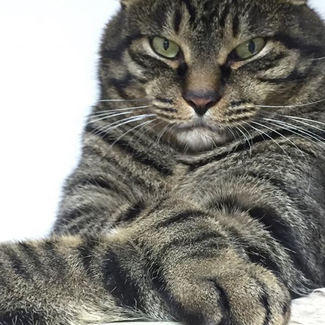 竜親分の“生き様”を象徴する武勇伝は数知れず（飼い主さん提供）