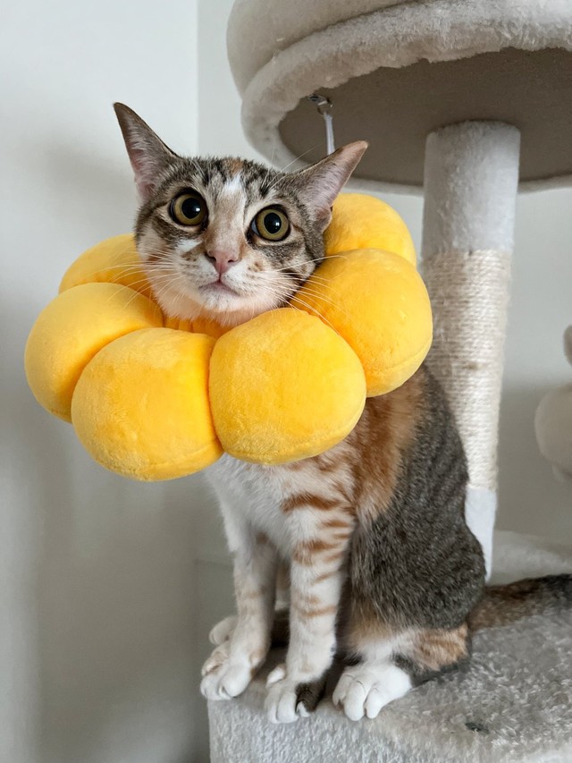 まん丸お目目が可愛いはんみちゃん＝ととまるはんみさん（@totomaru_hanmi）提供