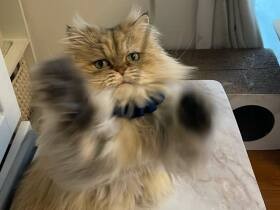 強めのふみふみで飼い主を起こすのが朝のお仕事　チンチラゴールデン「ゆず」