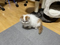 幼少時はおばあ様に犬と勘違いされてたのだそう（画像提供：もけもけ@エキゾチックロングヘアさん）