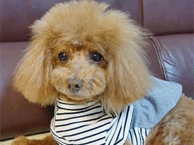 人が大好き！お尻フリフリなでてほしいな　トイプードル「ジル」