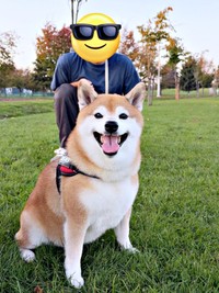 お散歩を楽しむ瑚子ちゃん（画像提供：柴犬 瑚子さん）