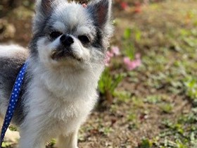 家族になりたいな　「パナソニック保護犬猫譲渡会」に参加予定の犬（５）