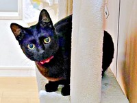 1歳のポルちゃん。賢く優しい女の子です（画像提供：つんさん）